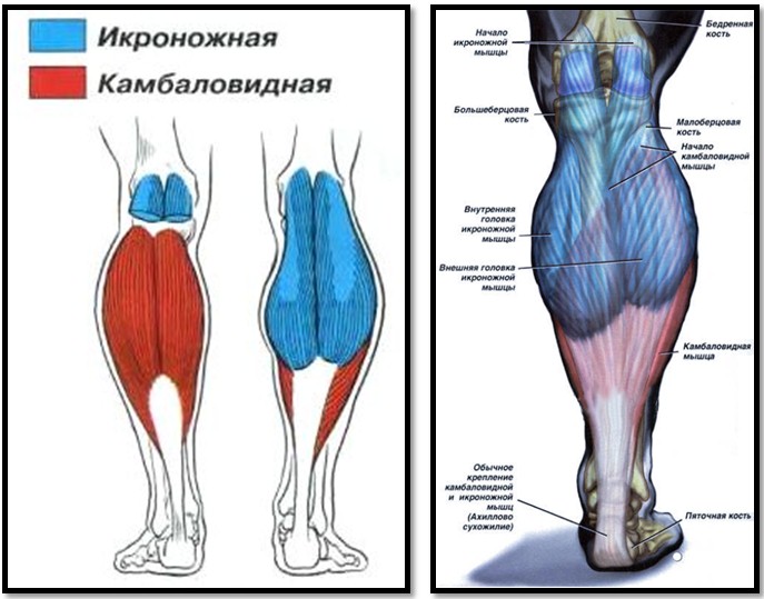 Анатомия мышц голени Анатомия мышц голени