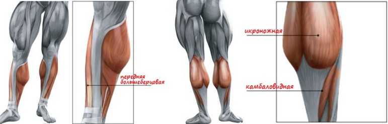 Мышцы голени, анатомия Мышцы голени, анатомия