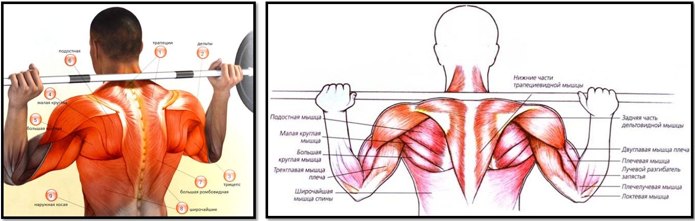 Жим штанги из-за головы атлас мышц Жим штанги из-за головы атлас мышц