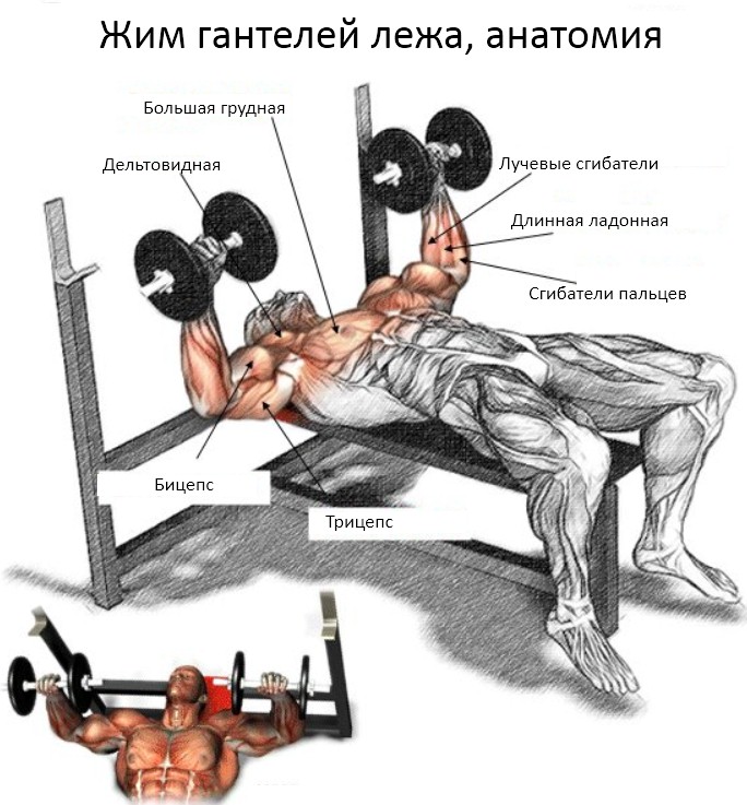 Жим гантелей лежа, мышцы в упражнении Жим гантелей лежа, мышцы в упражнении