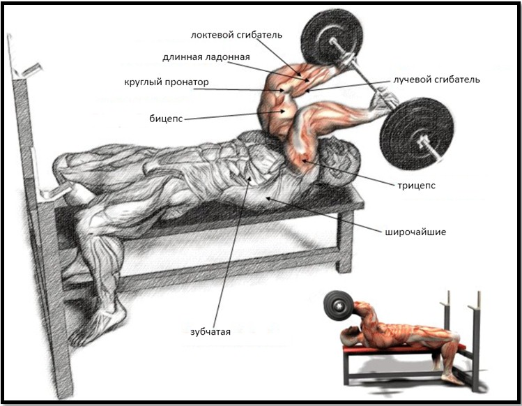 Французский жим мышцы в работе Французский жим мышцы в работе