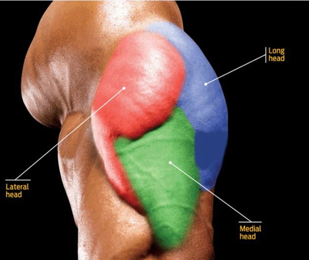Трицепс, три головки Трицепс, три головки
