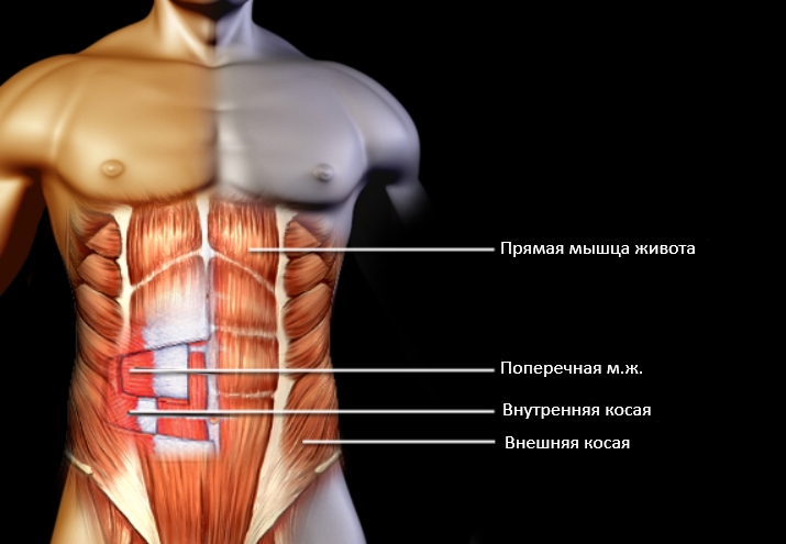 Анатомия мышц пресса Анатомия мышц пресса