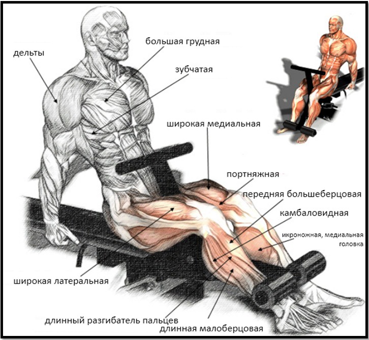 Разгибание ног сидя анатомия Разгибание ног сидя анатомия