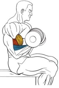 Подъем гантелей на бицепс сидя Подъем гантелей на бицепс сидя