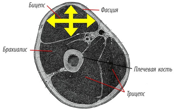 Увеличение продолжительность нагрузки на мышцы Увеличение продолжительность нагрузки на мышцы