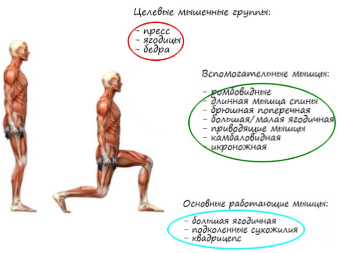 Выпады с гантелями, мышцы в работе Выпады с гантелями, мышцы в работе