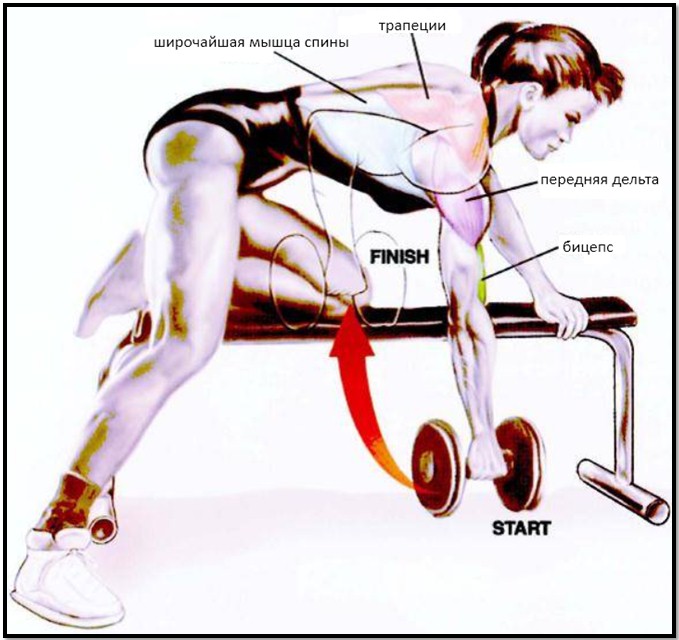 Тяга гантели в наклоне, мышцы в работе Тяга гантели в наклоне, мышцы в работе