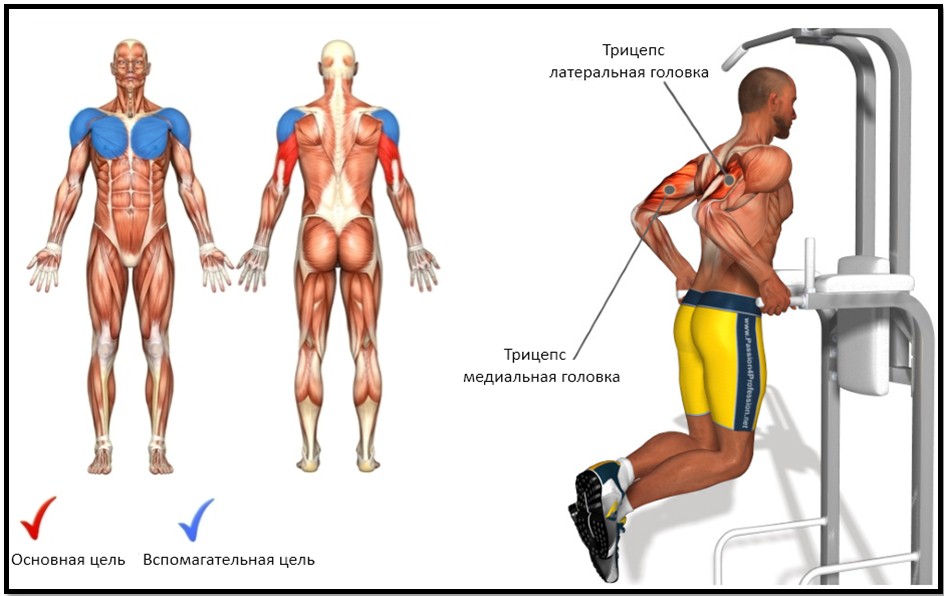 Отжимания на брусьях, мышцы Отжимания на брусьях, мышцы