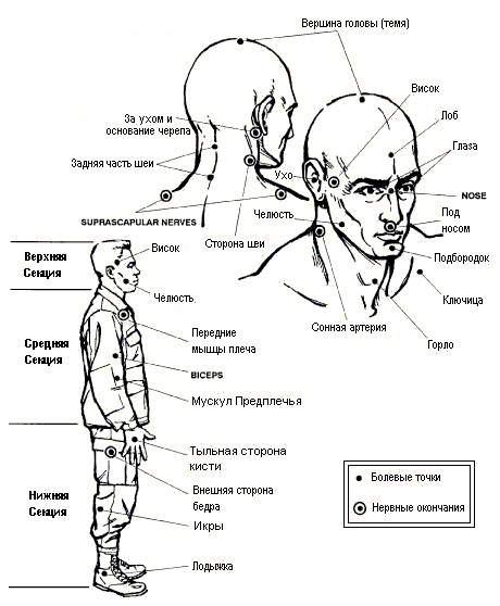 Наиболее уязвимые точки головы