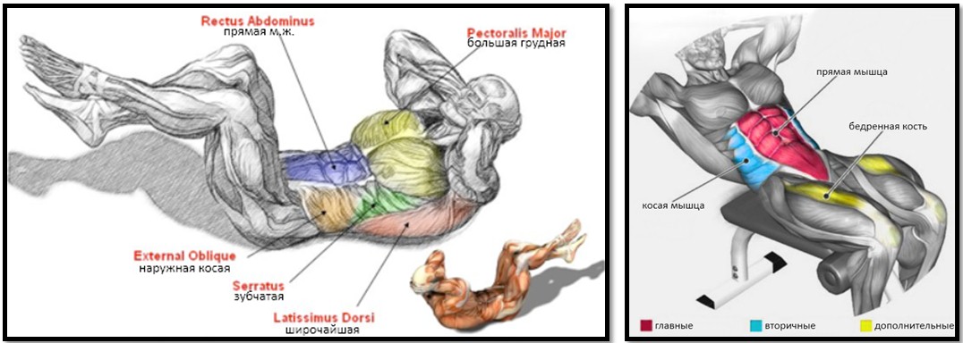 Скручивания на пресс мышцы в работе Скручивания на пресс мышцы в работе