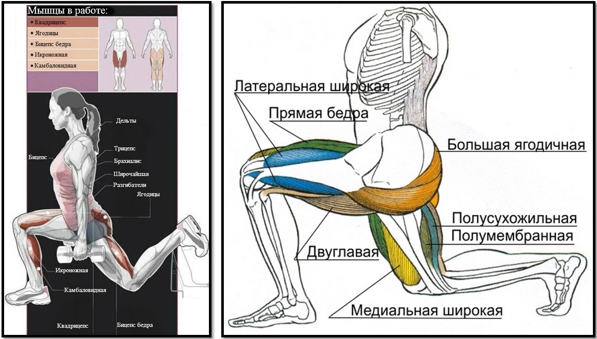 Болгарские выпады мышцы в работе Болгарские выпады мышцы в работе