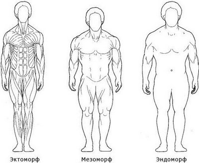 Тип телосложения: эктоморф, мезоморф, эндоморф Тип телосложения: эктоморф, мезоморф, эндоморф
