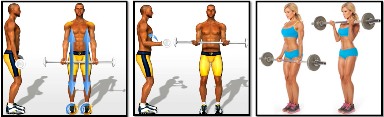 Подъем штанги на бицепс, техника выполнения Подъем штанги на бицепс, техника выполнения