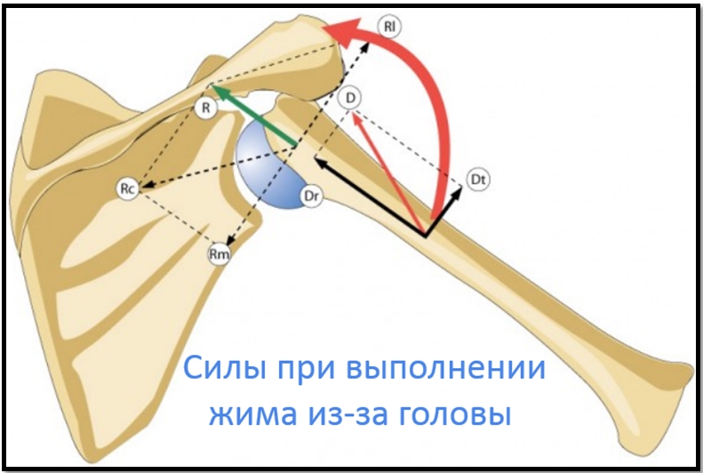 Жим штанги из-за головы силы при выполнении Жим штанги из-за головы силы при выполнении