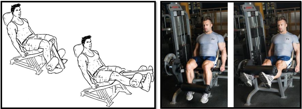 Разгибание ног сидя техника выполнения Разгибание ног сидя техника выполнения