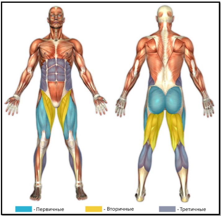 Гакк приседания, мышцы Гакк приседания, мышцы