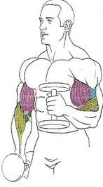 Упражнение на бицепс молоток Упражнение на бицепс молоток