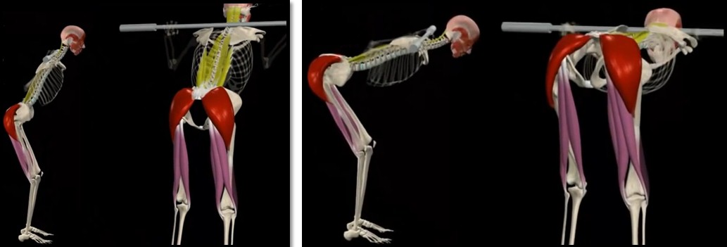Наклоны со штангой на плечах техника выполнения Наклоны со штангой на плечах техника выполнения