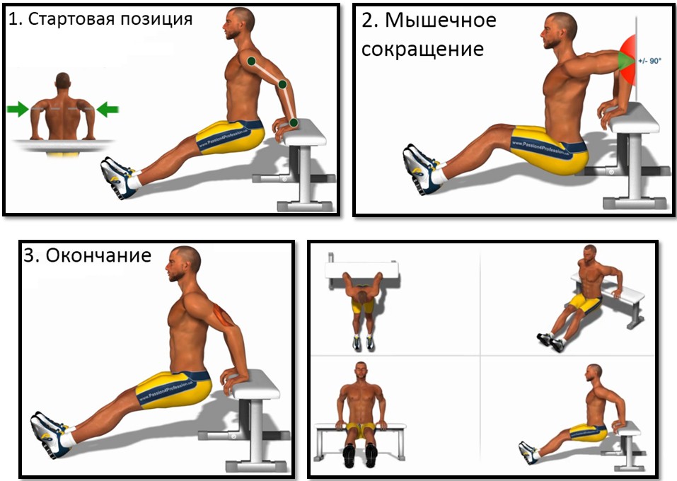 Обратные отжимания, техника выполнения Обратные отжимания, техника выполнения
