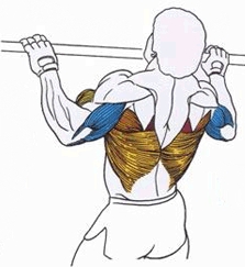 Упражнения для бицепса на турнике Упражнения для бицепса на турнике