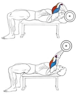 Упражнение на трицепс: французский жим лежа Упражнение на трицепс: французский жим лежа