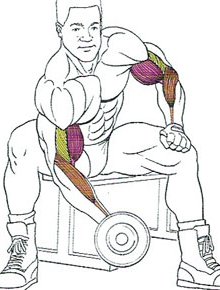 Концентрированный подъем на бицепс Концентрированный подъем на бицепс