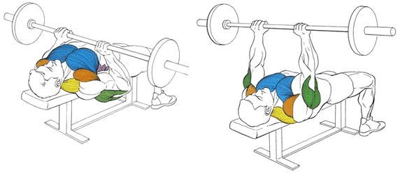 Упражнение на трицепс: жим лежа узким хватом Упражнение на трицепс: жим лежа узким хватом