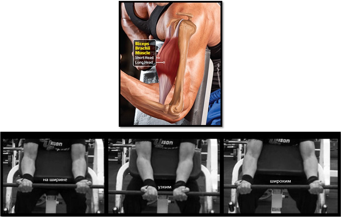 Подъем штанги на бицепс, ширина хвата Подъем штанги на бицепс, ширина хвата