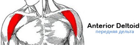 Передняя дельта Передняя дельта