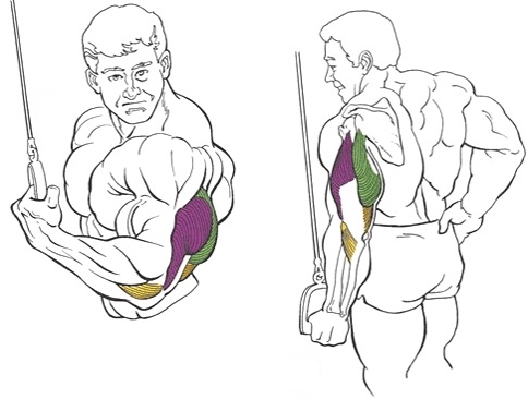 Упражнение на трицепс: разгибание одной руки на верхнем блоке в положении стоя Упражнение на трицепс: разгибание одной руки на верхнем блоке в положении стоя