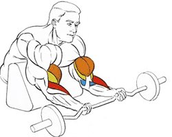 Подъем штанги на скамье скотта Подъем штанги на скамье скотта