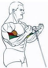 Упражнение для бицепса на блоке Упражнение для бицепса на блоке