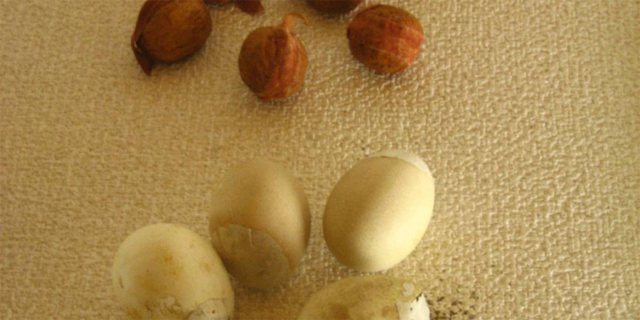 Матсубиши Матсубиши служили для ослепления противника. Основой этого нехитрого, но очень действенного оружия были скорлупы орехов и яиц. Внутрь помещался любой раздражитель – от пороха, до молотого перца и битого стекла. Матсубиши кидали в лицо — а самурайские шлемы защиты глаз не предусматривали.